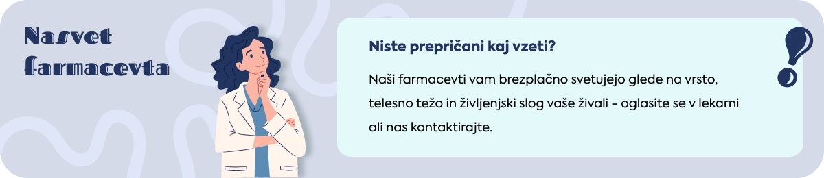 Klopi in bolhe pri psih in mačkah: nasvet farmacevta