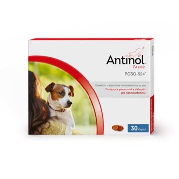 Antinol kapsule za podporo presnovi v sklepih pri osteoartritisu za pse