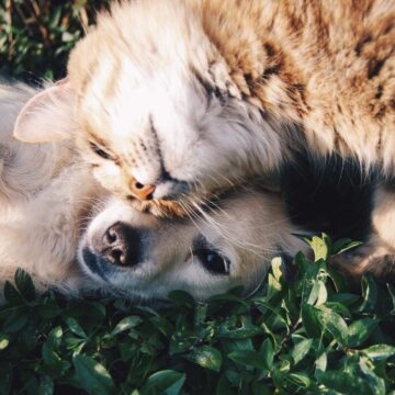 veterinarski izdelki lekarna mačkovec